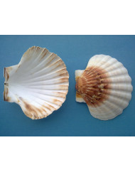 Coquille saint jacques (200 pièces)