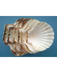 Coquille saint jacques (160 pièces)