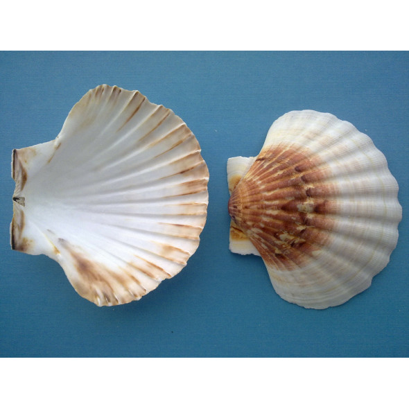 Coquille saint jacques (300 pièces)