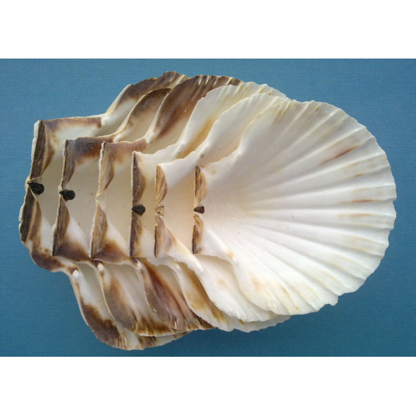 Coquille saint jacques (300 pièces)