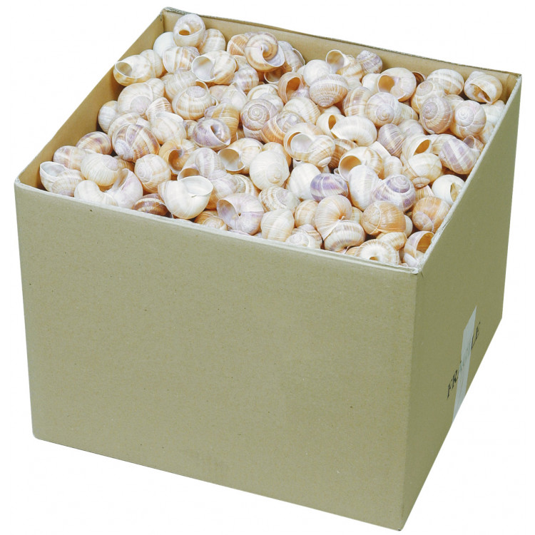 Coquilles d'escargots très grosses