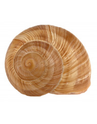Coquilles d'escargots très grosses