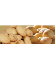 éplucheur légumes sur pied T10E 200 couverts 370 W 230v Dito Sama