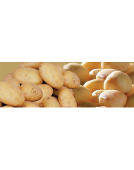 éplucheur légumes sur pied T15E 15 kg 370 W 230v Dito Sama