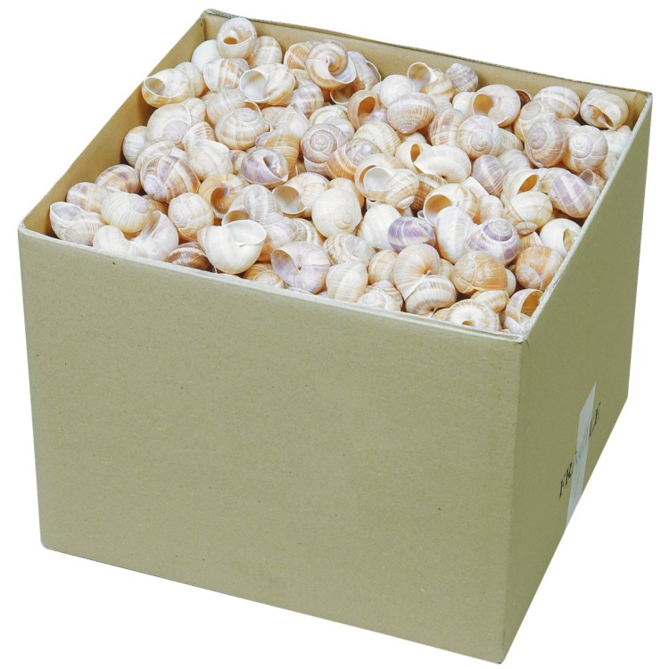 Coquilles d'escargots grosses beige
