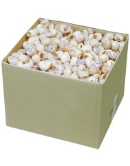 Coquilles d'escargots grosses beige