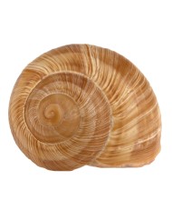 Coquilles d'escargots grosses beige