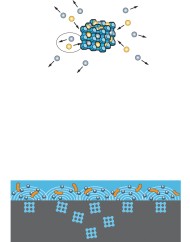 Pince feuilles de chêne inox 24 cm Vollrath